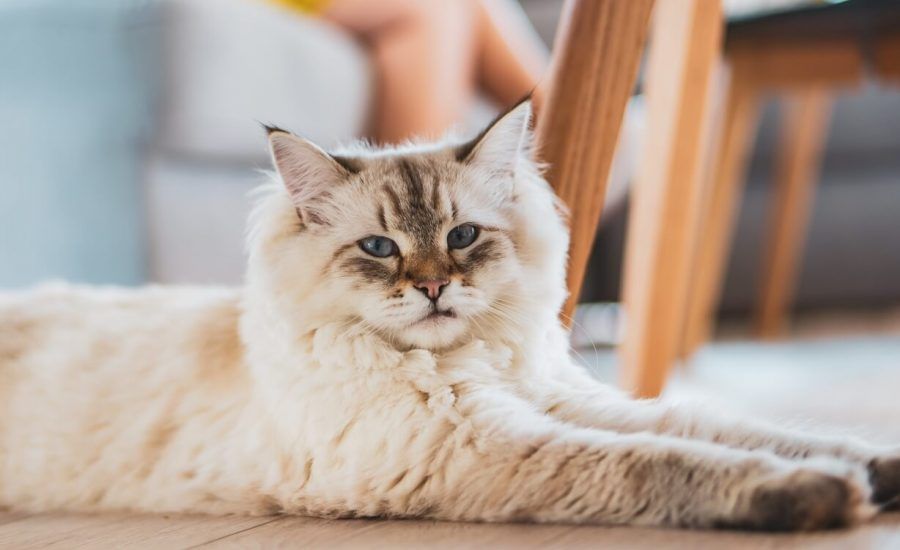 sterilizzazione del gatto