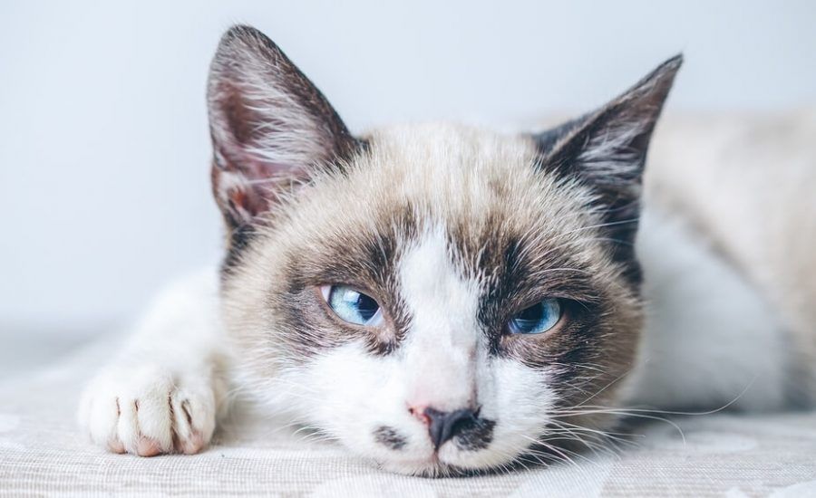 come trattare un gatto anziano