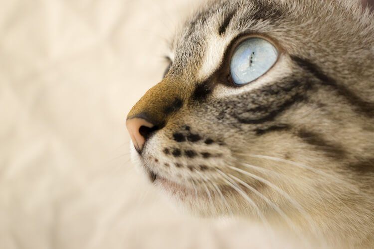 ipertiroidismo del gatto