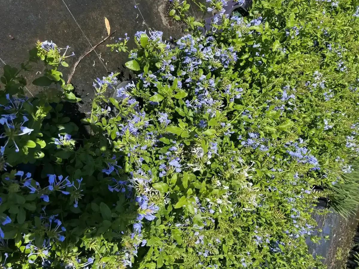 Blue flowers and green foliage beside a sunlit path, with a dark leafy shadow on the left