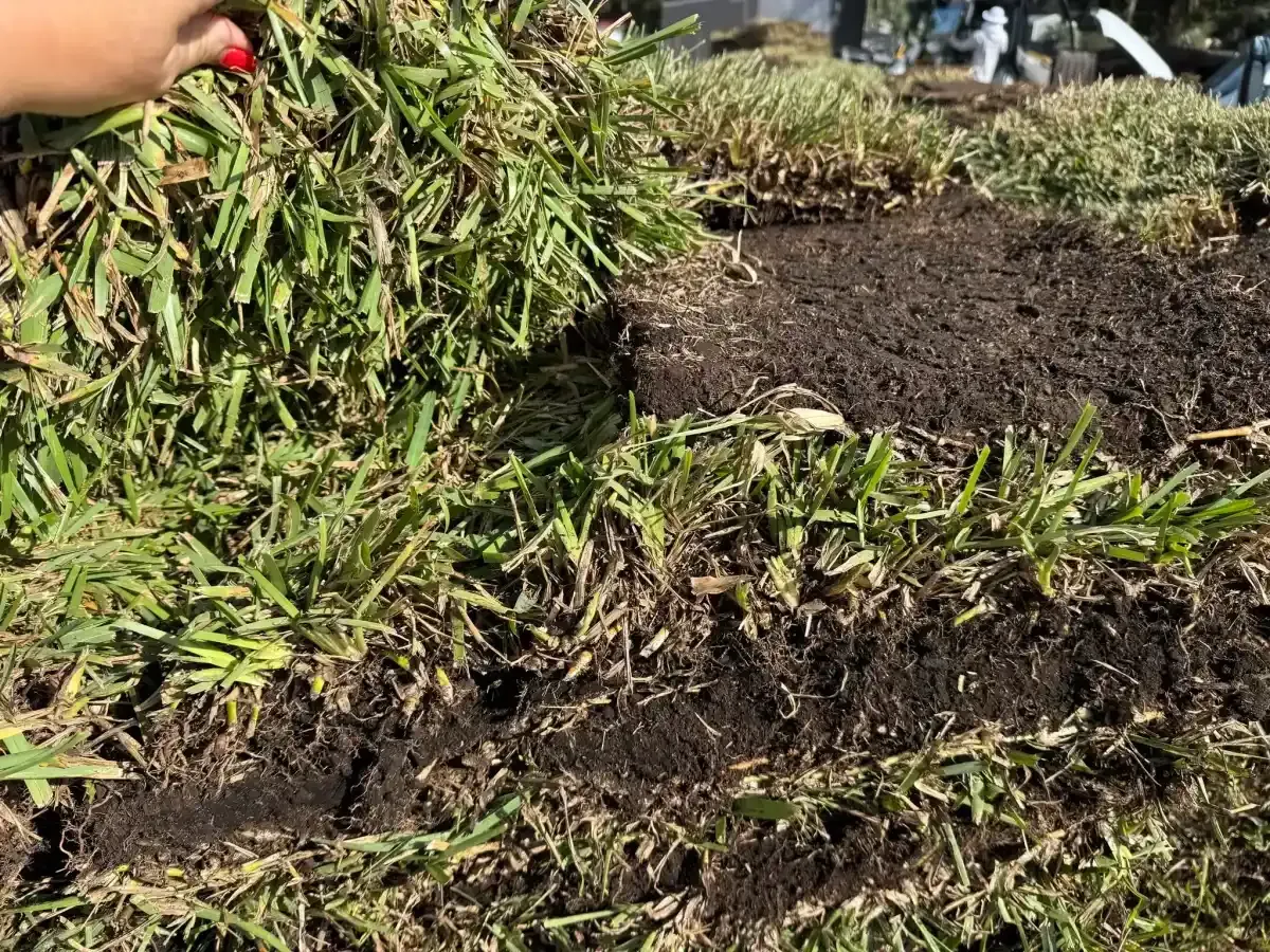 A hand holding a clump of green grass over bare soil in a garden bed.