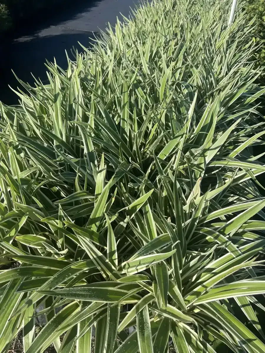 Dense green variegated foliage growing along a narrow garden bed beside water