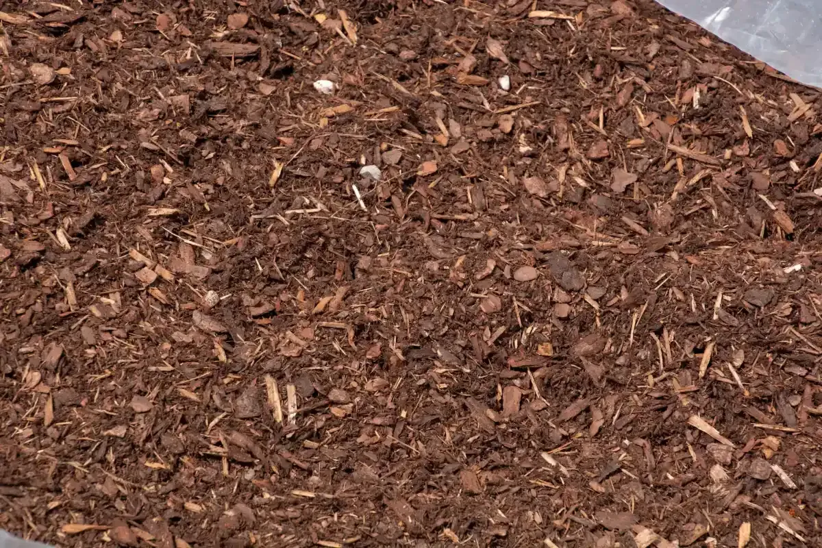 Close-up of brown wood chips or mulch covering the ground.