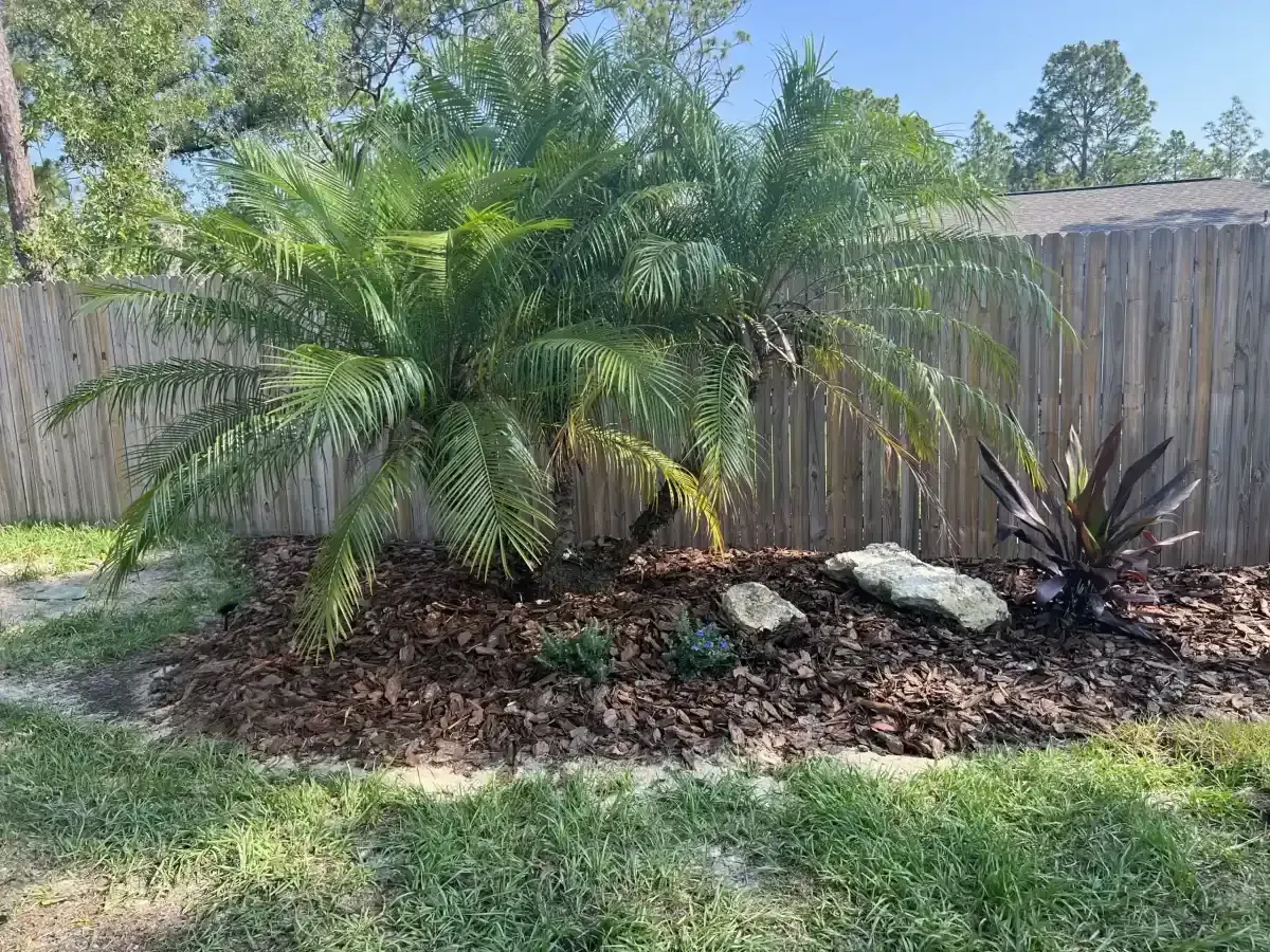 Palm shrub in a mulched garden bed beside a wooden fence, with grass and clear blue sky.