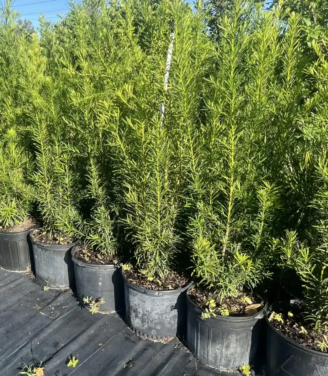 Tall green shrubs in black nursery pots lined up outdoors on a black tarp.