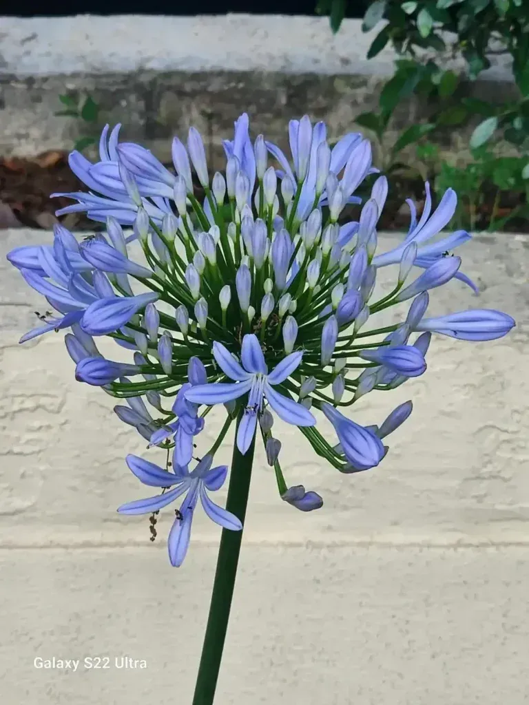 Blue agapanthus flower cluster on a single stem against a light wall
