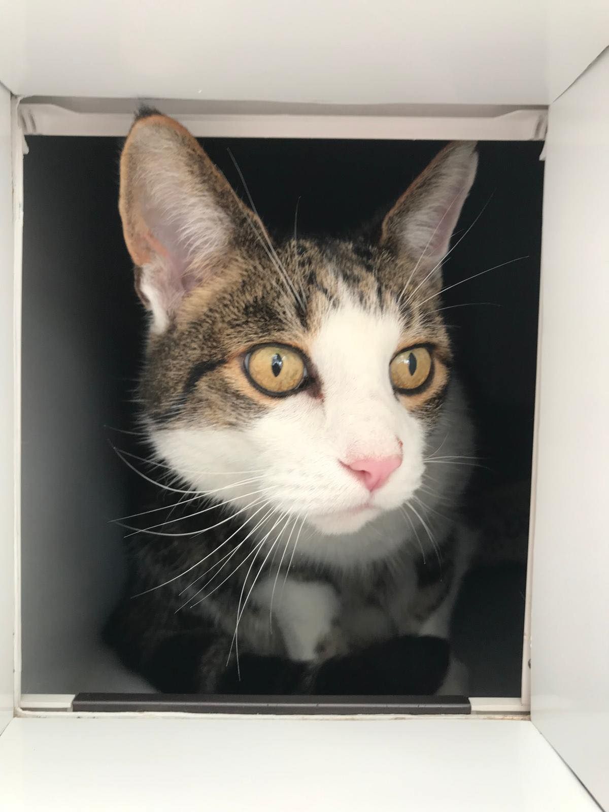 A cat is looking out of a white box