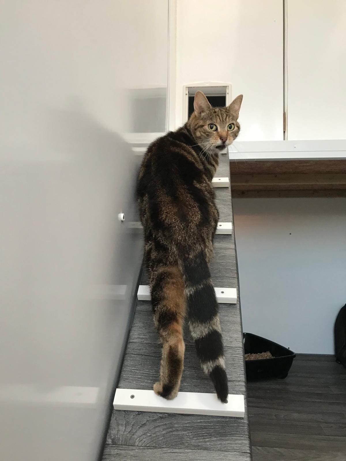 A cat is standing on a staircase next to a litter box.