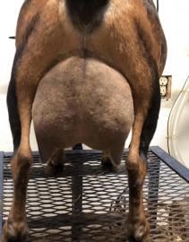 Rear view of a brown goat standing on a metal mesh table with a large udder visible