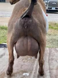 Rear view of a brown goat standing outdoors, showing its swollen udder.