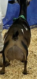 Black goat with a green collar standing on straw in a pen, viewed from behind