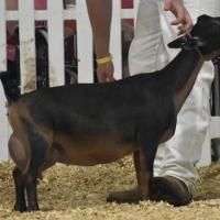 Black and brown goat standing in a show ring, held by a handler on a straw-covered floor
