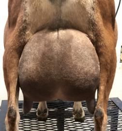 Rear view of a dog with a large swollen scrotum, standing on a metal table.