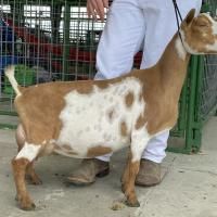Brown and white goat standing in a pen beside a person in white clothing