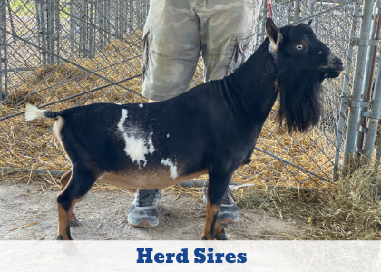 Black and white goat standing in a fenced area beside a person, with “Herd Sires” text below.