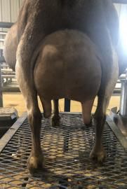 Rear view of a brown horse standing on a grated floor in a stable.