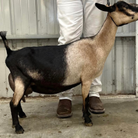 Black and tan goat standing in profile beside a person in white pants and boots indoors