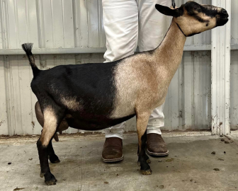Side view of a black, tan, and brown goat standing in a barn, with a person behind it.