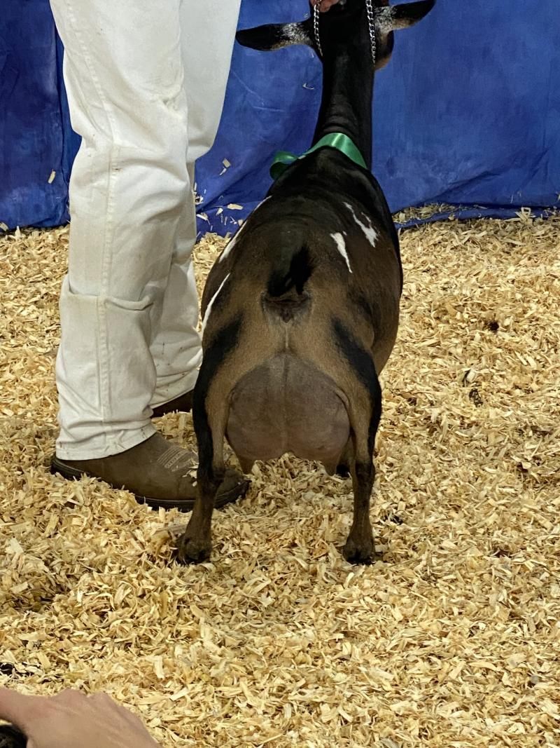Person standing beside a black goat on straw bedding in an indoor pen