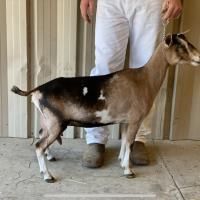 Brown and black goat standing beside a person in white pants inside a barn