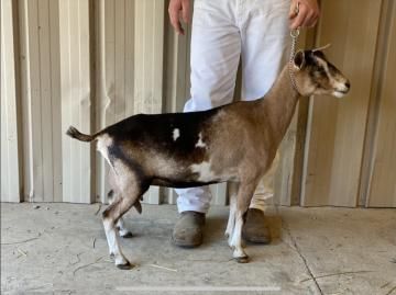 Goat standing beside a person in white pants in a barn-like setting