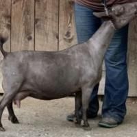 Gray goat standing beside a person in jeans in front of a wooden wall