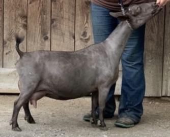 Gray goat standing beside a person in jeans against a wooden wall