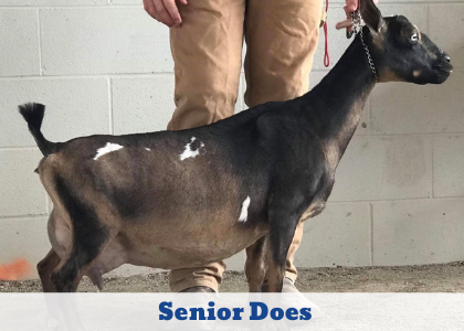 Black and brown senior doe standing in profile beside a handler, with 
