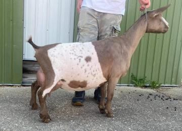 Brown and white goat standing beside a person in front of a green barn wall