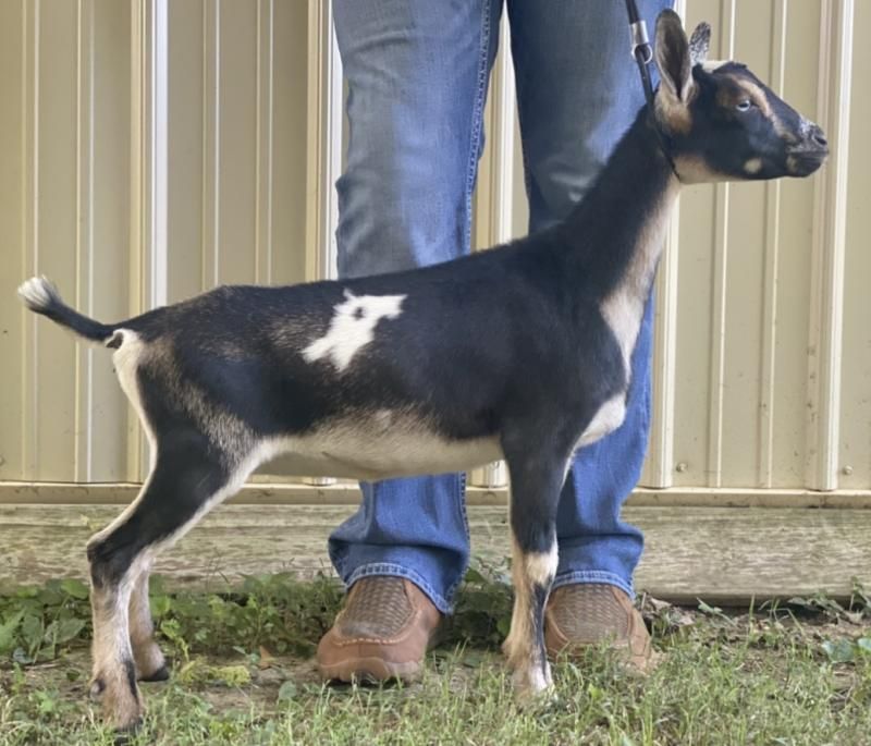 Black-and-white goat standing beside a person’s legs on grass in front of a metal wall