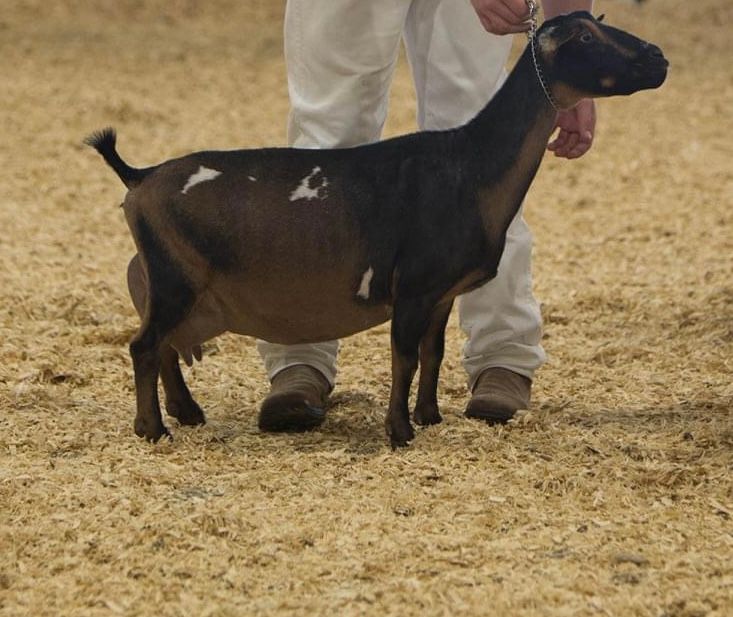 Black goat standing on straw, held by a person in white pants at a livestock show.