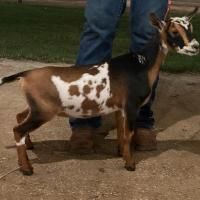 Brown-and-white spotted goat standing on a leash beside a person outdoors