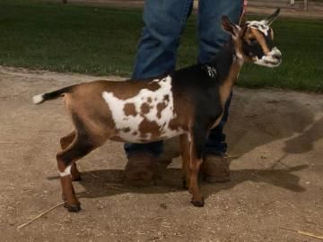 Small brown-and-white goat standing on a sidewalk beside a person in jeans
