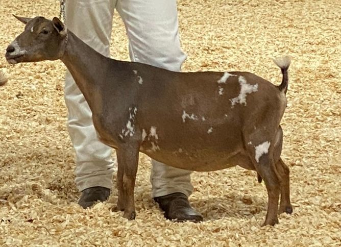 Brown goat with white patches standing beside a person’s legs on straw-covered ground