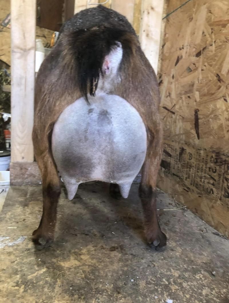 Rear view of a large gray goat standing indoors in a barn.