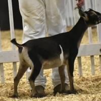 Black-and-white goat standing on straw in a livestock pen, held by a person in white pants