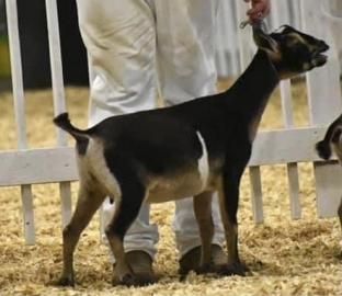 Black-and-tan goat standing in a livestock show ring beside a handler in white pants