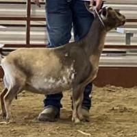 Brown dairy goat standing in a show pen, held by a handler in jeans and boots