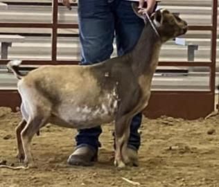 Brown goat standing beside a person in jeans in an indoor livestock show ring