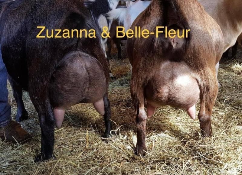 Two brown cows standing side by side on straw, labeled “Zuzanna & Belle-Fleur”