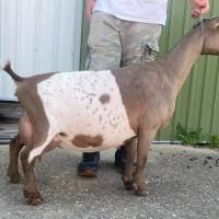 Brown-and-white goat standing beside a person on gravel near a metal building
