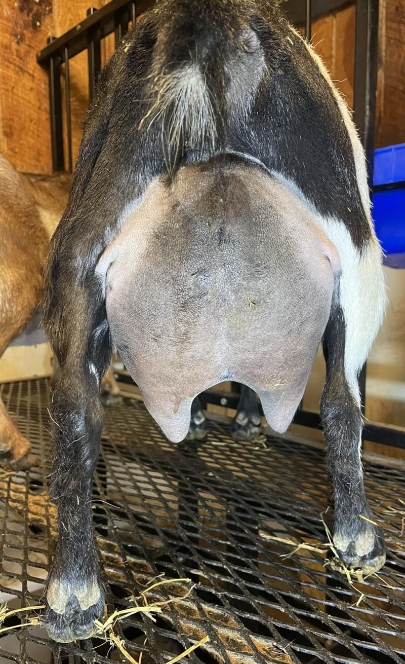 Rear view of a black and tan goat standing on a metal floor in a barn
