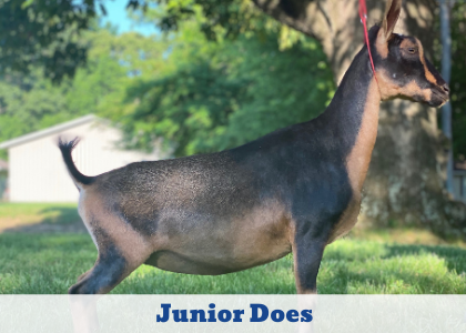 Black and tan goat standing in profile on grass with trees and a house in the background