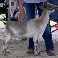 A gray goat standing beside a person in jeans at an outdoor livestock event
