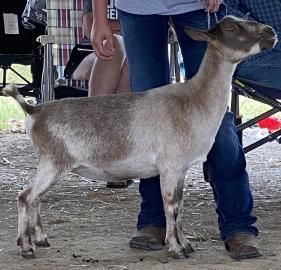Goat standing beside a person at an outdoor livestock show