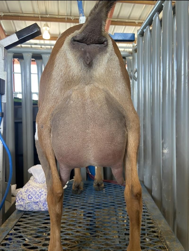Rear view of a brown cow in a livestock stall with corrugated metal walls and blue floor mat