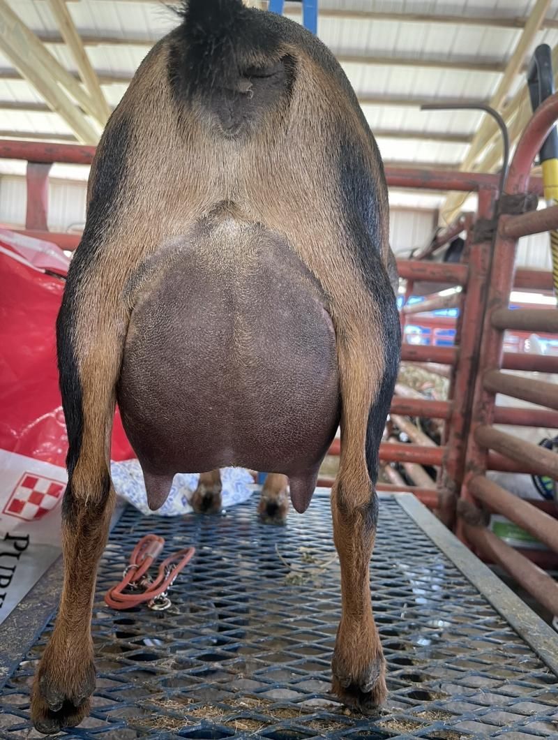 Rear view of a tan-and-black dog standing on a metal crate in a kennel.