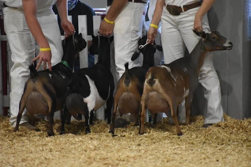 Several goats at a livestock show, viewed from behind with handlers in white pants nearby