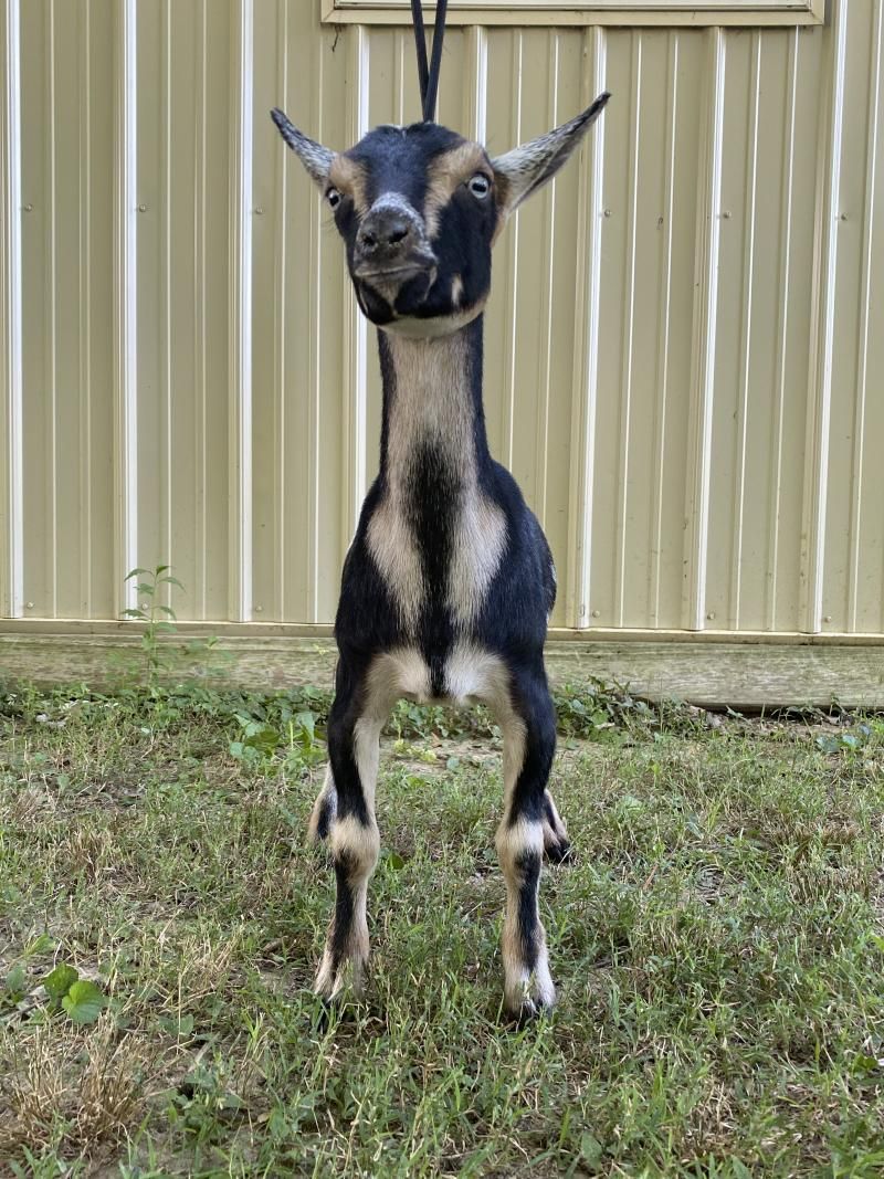 Young black-and-tan goat standing on grass in front of a beige fence