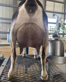 Rear view of a goat standing on a metal grating in a barn